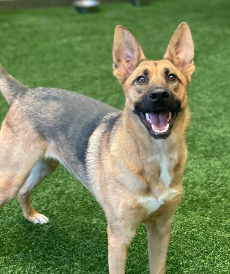 A young large-sized female German Shepherd Dog dog named Coco for adoption in Burlingame, CA