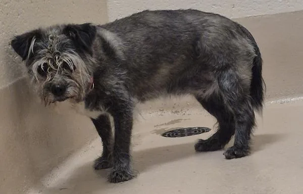 A senior small-sized female Shih Tzu dog named Icd for adoption in Lawrenceville, GA