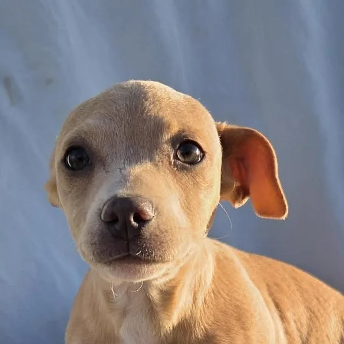 A baby medium-sized female Apricot / Beige Carolina Dog dog named Tiny Mm for adoption in Austin, TX