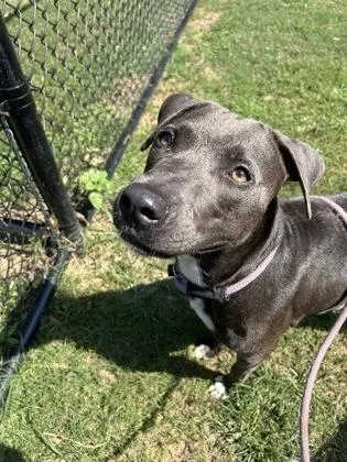 An adult large-sized female Mixed Breed dog named Jortney for adoption in Chamblee, GA