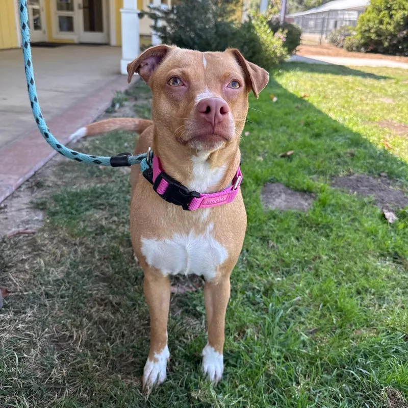 An adult medium-sized female Apricot / Beige Terrier dog named Tina for adoption in Santa Barbara, CA