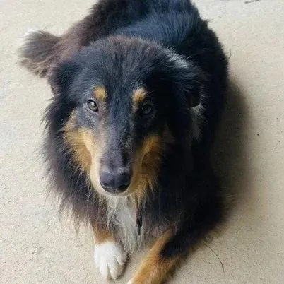 Bert