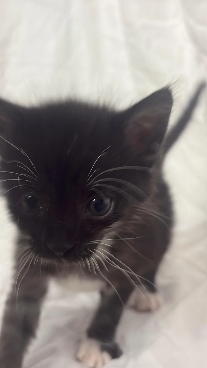 A baby medium-sized female Black & White / Tuxedo Domestic Short Hair cat named Lava Girl for adoption in Columbus, OH