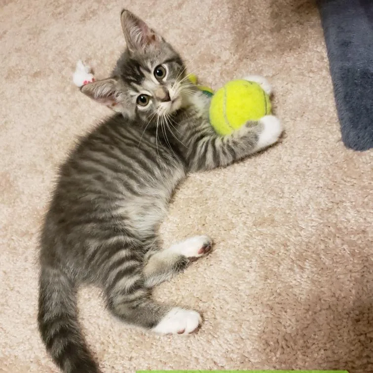 A baby small-sized female Brown / Chocolate Domestic Short Hair cat named Princess Daisy for adoption in Carmel, IN