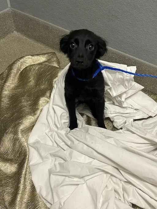 A baby small-sized male Chihuahua dog named Megalodon for adoption in Las Vegas, NV