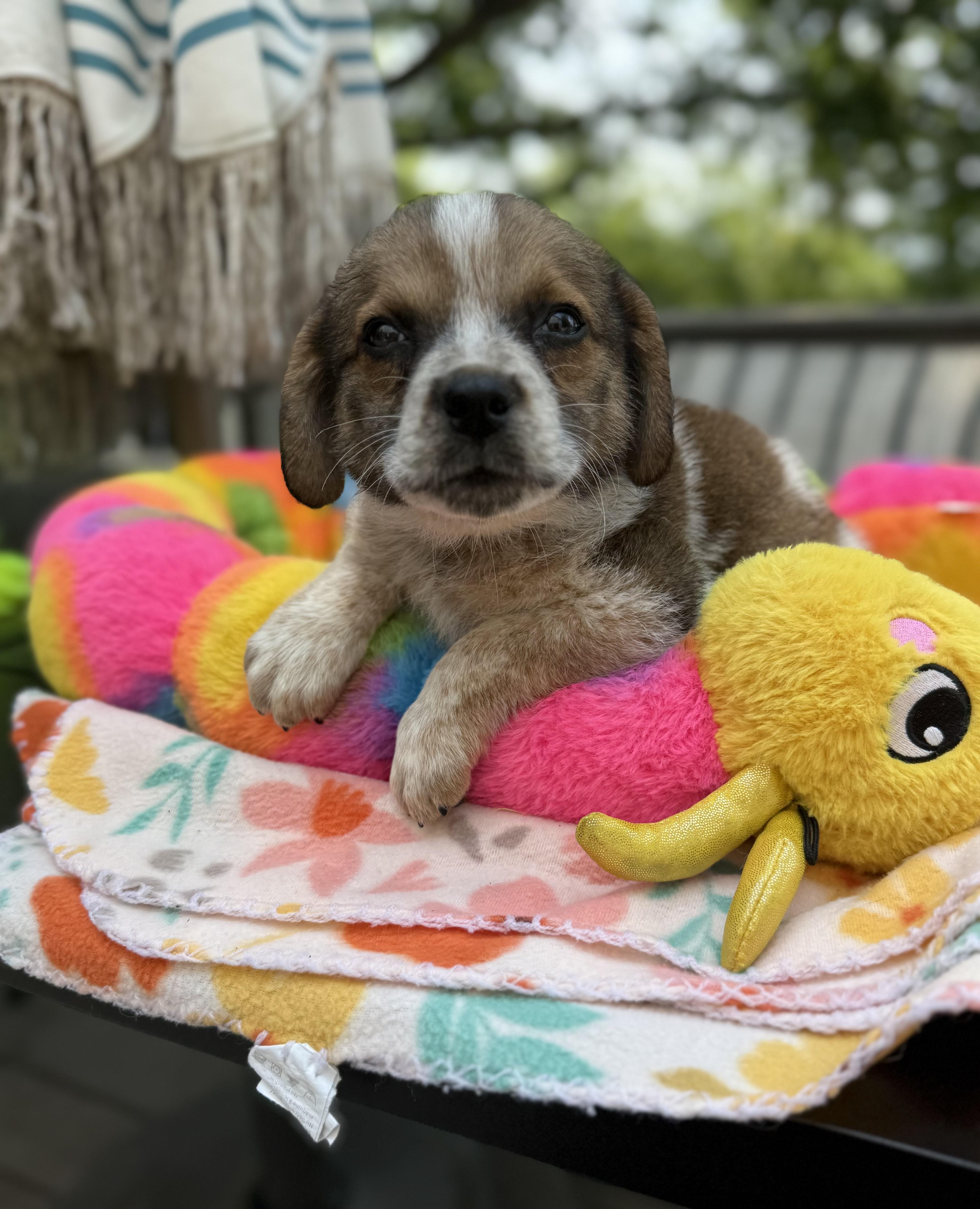 A baby medium-sized male Brown / Chocolate Beagle dog named Denver for adoption in White Lake, MI