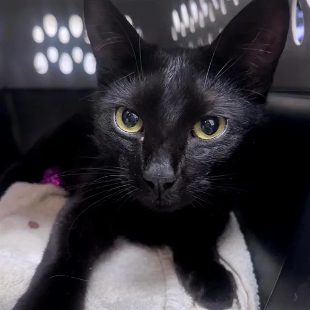 A young small-sized male Domestic Short Hair cat named Bubby Boy for adoption in Centerville, MA