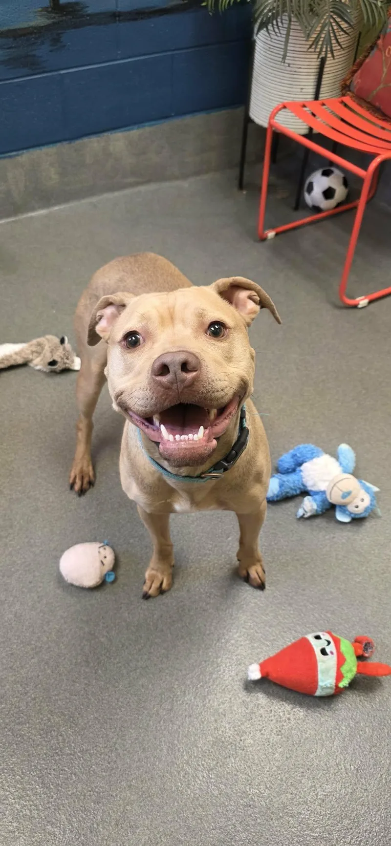 An adult medium-sized male Apricot / Beige Pit Bull Terrier dog named Milo for adoption in Amherst, VA