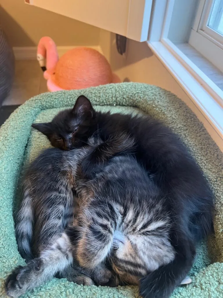 A baby medium-sized male Domestic Medium Hair cat named Baretta for adoption in New York, NY