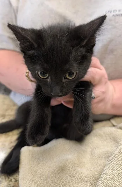A baby small-sized female Domestic Short Hair cat named Frenchy for adoption in Independence, MO