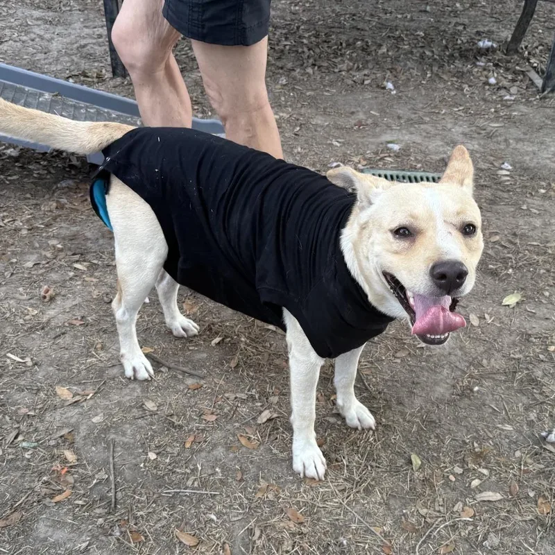 A young medium-sized male Yellow / Tan / Blond / Fawn Mixed Breed dog named Ronnie for adoption in Houston, TX