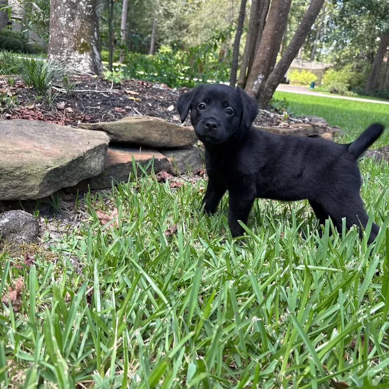 A baby medium-sized female Black Labrador Retriever dog named Sky for adoption in Humble, TX