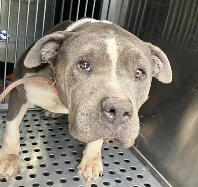 A young medium-sized female Mixed Breed dog named Trixie for adoption in Dallas, TX