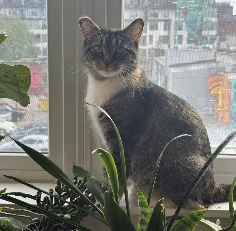 A young medium-sized female Domestic Short Hair cat named Violet Bloom for adoption in Minneapolis, MN