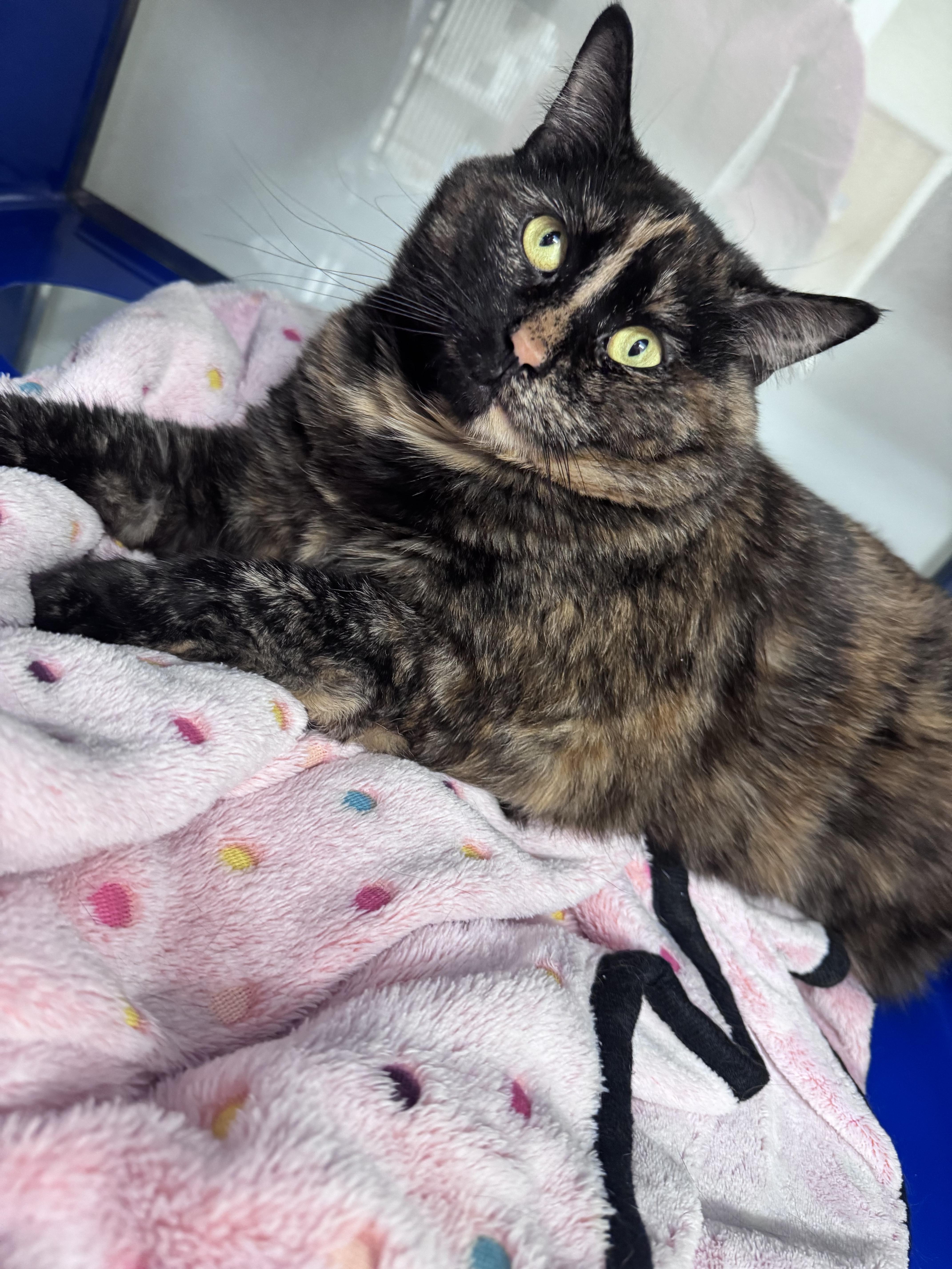An adult extra large-sized female Tortoiseshell Domestic Short Hair cat named Luna for adoption in Cherryfield, ME