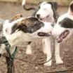 A young medium-sized male Mixed Breed dog named Goblin Gary for adoption in East Smithfield , PA