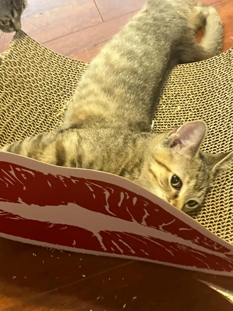 A baby medium-sized female Torbie Domestic Short Hair cat named Juicy Fruit for adoption in Richmond, KY