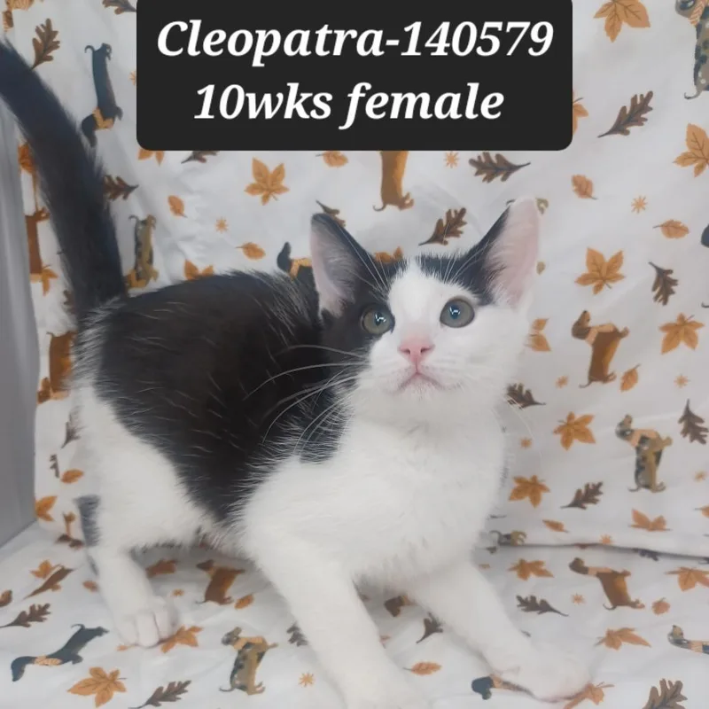 A baby small-sized female Domestic Short Hair cat named Cleopatra for adoption in New Tazewell, TN