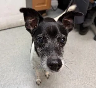 A senior small-sized male Jack Russell Terrier dog named Deuce for adoption in Wingdale, NY