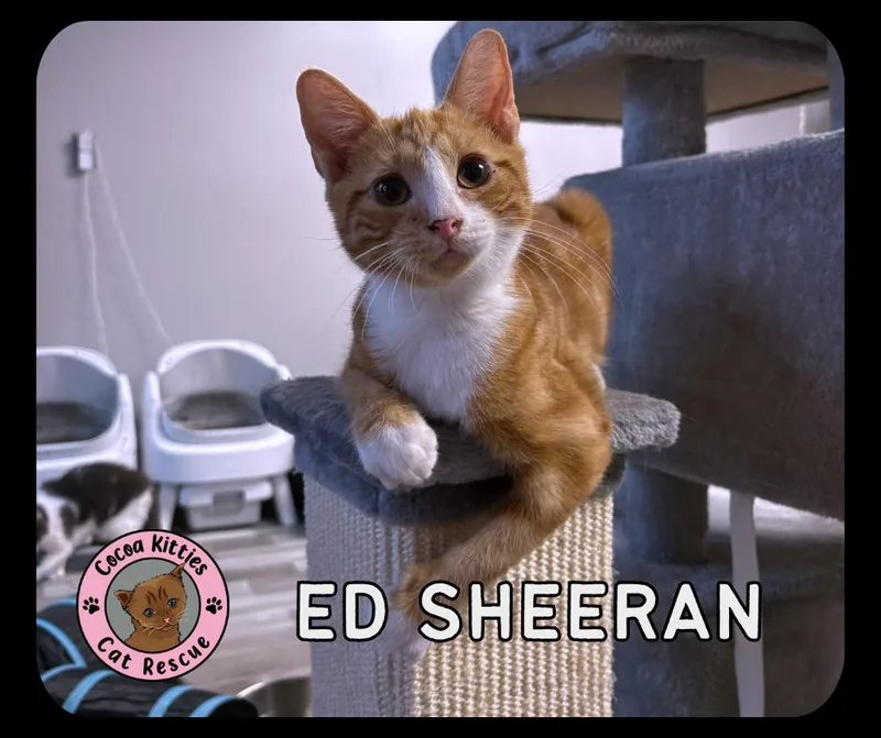A young small-sized male Domestic Short Hair cat named Ed Sheeran for adoption in Hershey, PA