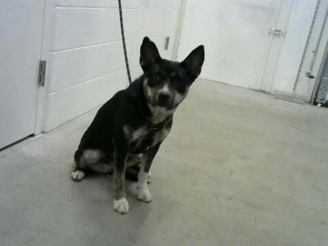 A young medium-sized female Siberian Husky dog named Arugula for adoption in Toledo, OH