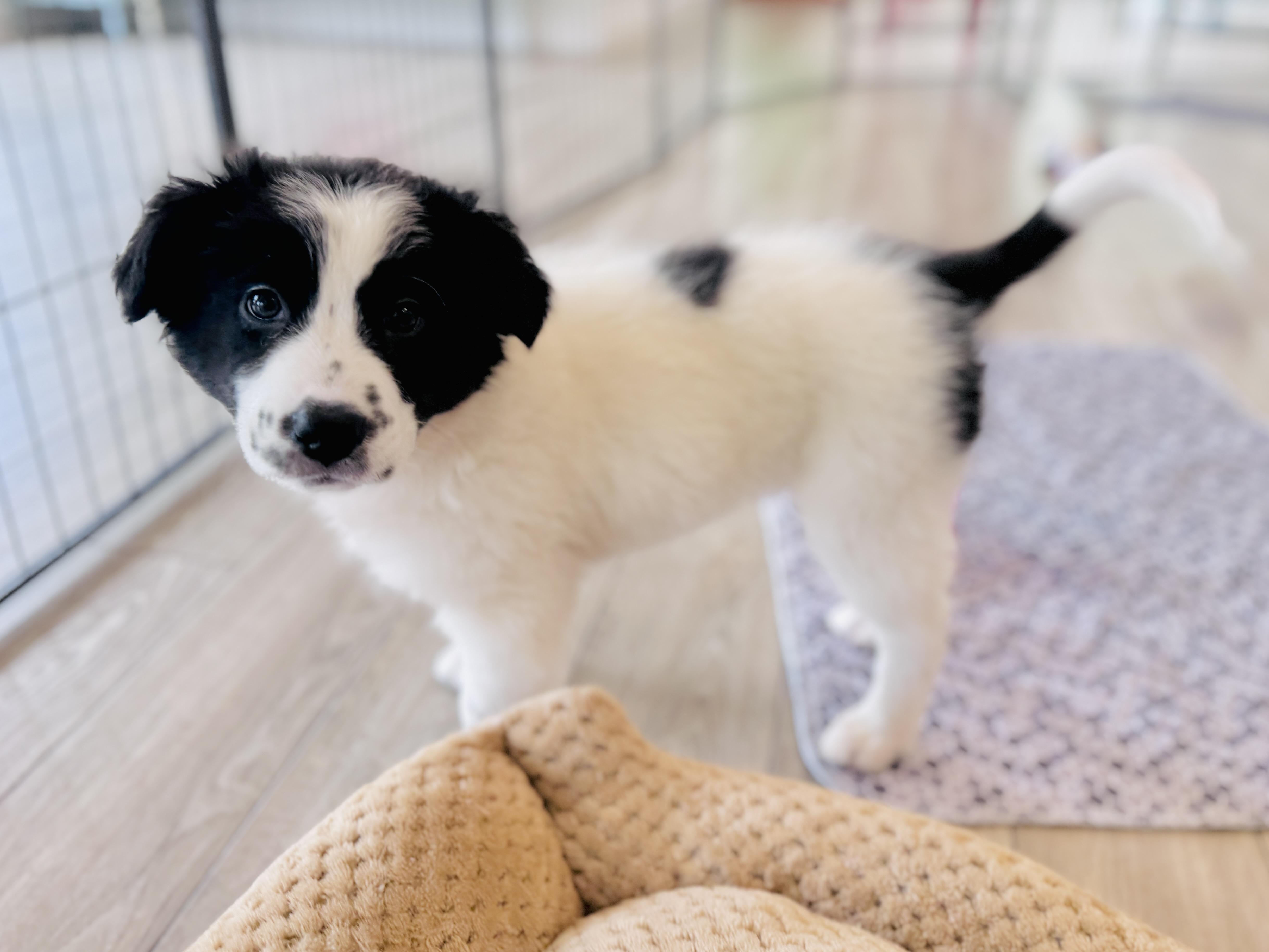 A baby large-sized female Great Pyrenees dog named Freja for adoption in Palatine, IL