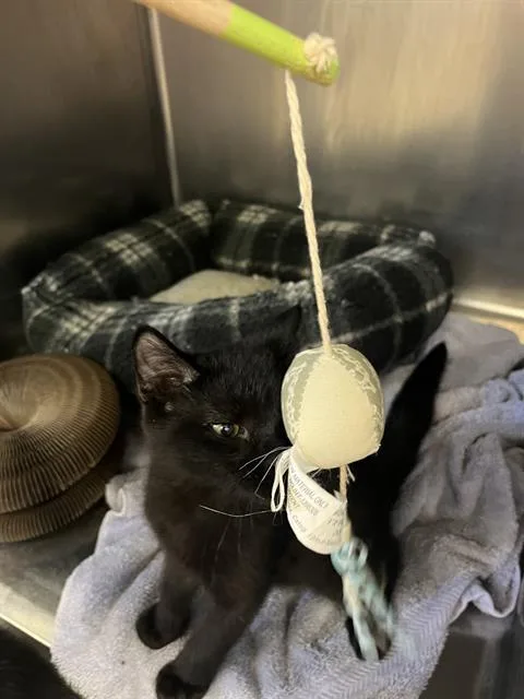 A baby medium-sized male Domestic Short Hair cat named Kirby for adoption in Brewster, MA