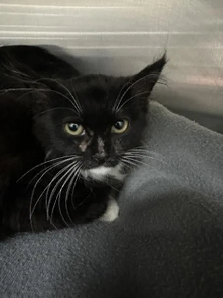 A baby small-sized female Domestic Medium Hair cat named Wild for adoption in Santa Rosa, CA