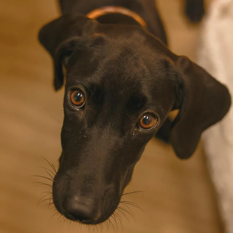 A baby small-sized female Great Dane dog named Jane for adoption in Chaska, MN