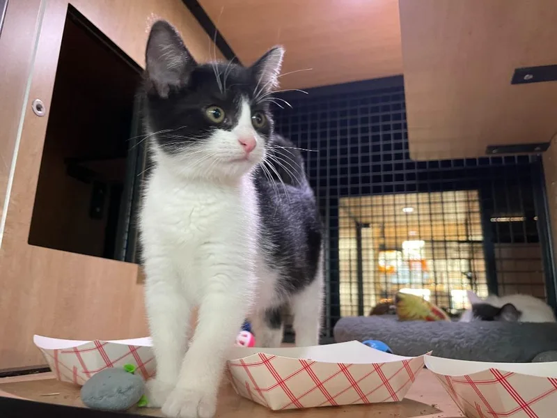 A baby medium-sized female Domestic Short Hair cat named Precious for adoption in New York, NY