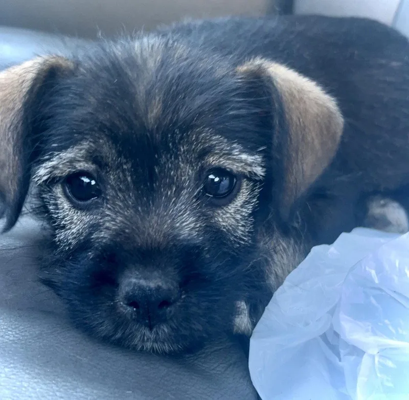 Miss Lady thumbnail 2