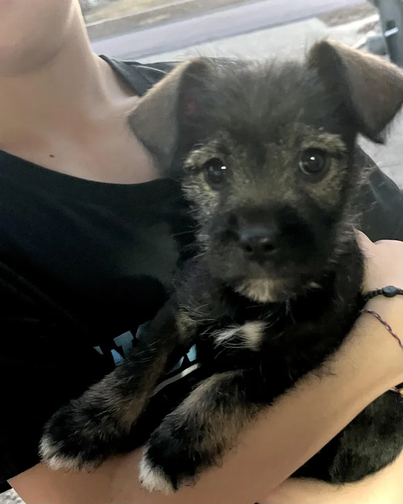 Miss Lady thumbnail 3