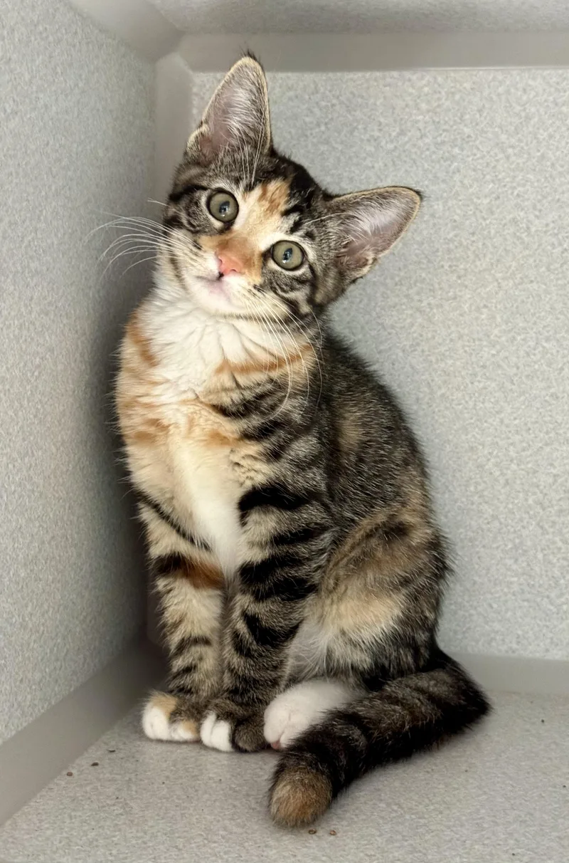 Fiona