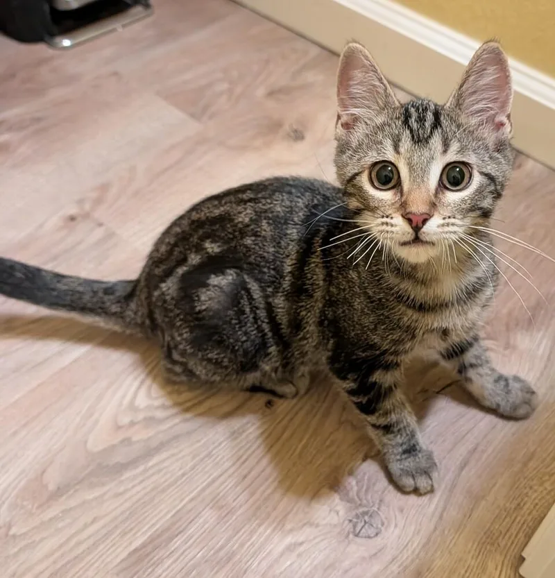 A baby small-sized male Domestic Short Hair cat named Bubba for adoption in Thornton, CO