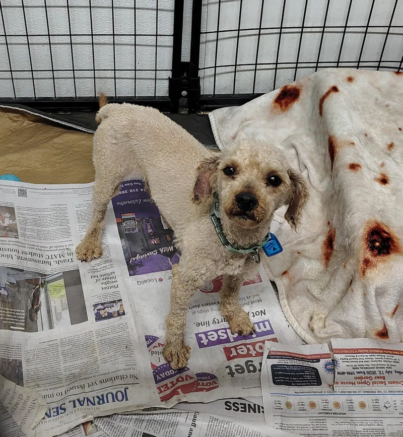 An adult small-sized male Poodle dog named Sharkleberry Fin for adoption in Mukwonago, WI