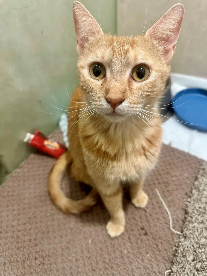 An adult small-sized female Orange / Red Domestic Short Hair cat named Ginger Snap for adoption in Phoenix, AZ