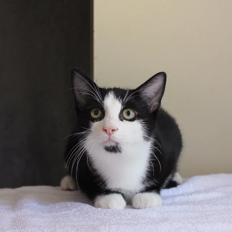 A young medium-sized male Black & White / Tuxedo Domestic Short Hair cat named Moon PIe for adoption in Wayne, NJ