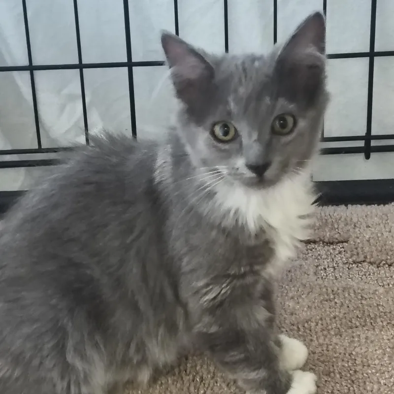 A baby small-sized female Domestic Long Hair cat named Alice for adoption in Othello, WA