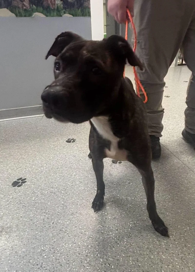 A young medium-sized female Brindle Pit Bull Terrier dog named Missy for adoption in Watertown, NY