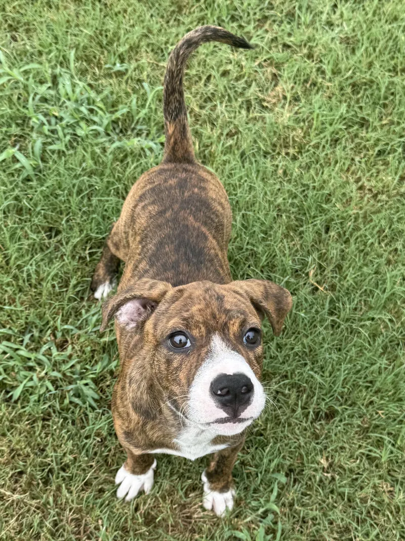 A baby medium-sized female Brindle Terrier dog named Sassy for adoption in Seale, AL