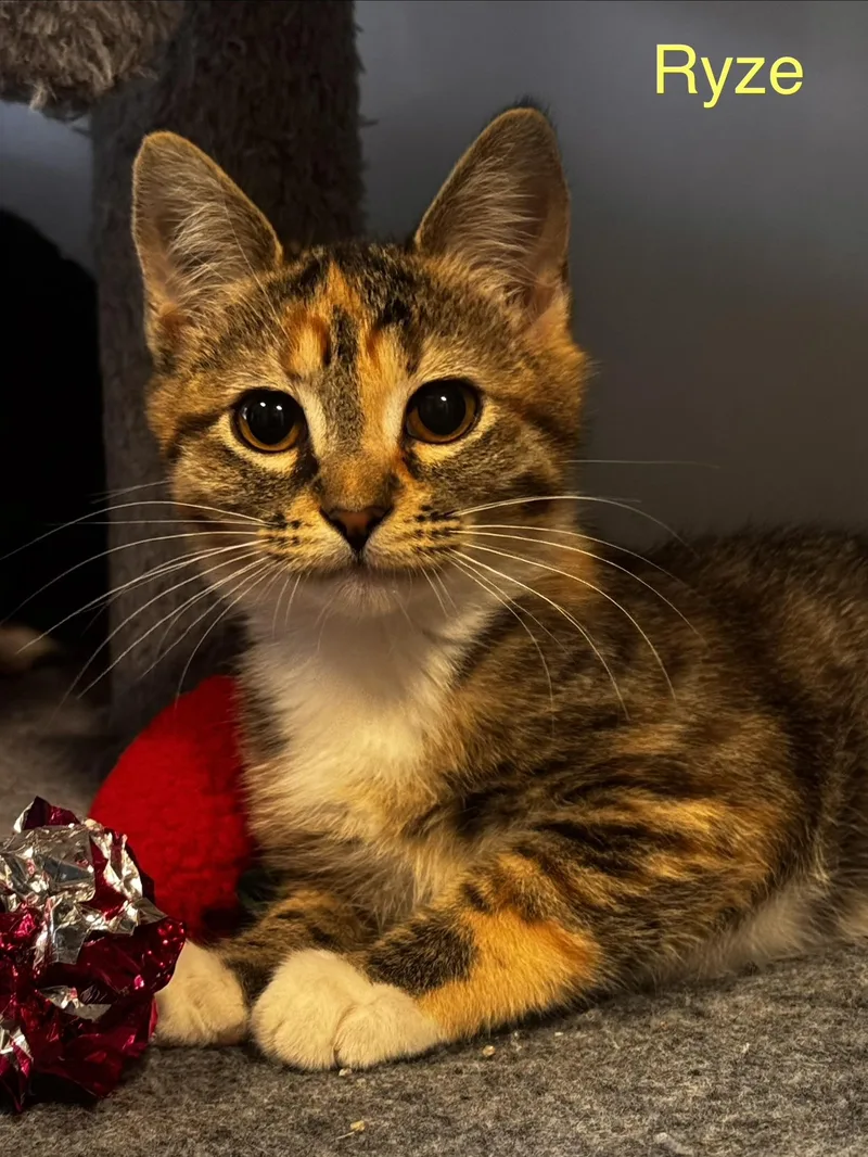 A baby small-sized female Domestic Short Hair cat named Ryze for adoption in Wasilla, AK