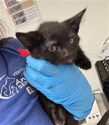 A baby small-sized female Domestic Short Hair cat named Egypt for adoption in Camarillo, CA