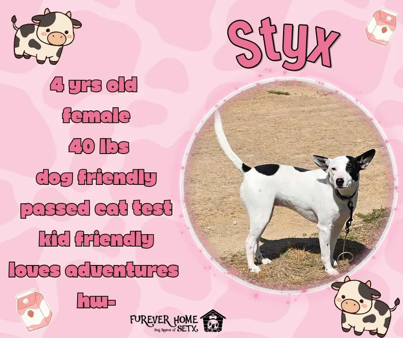 An adult medium-sized female Terrier dog named Styx for adoption in Lumberton, TX