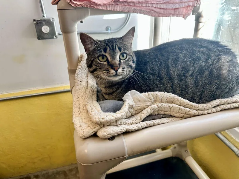 Betty Davis thumbnail 2