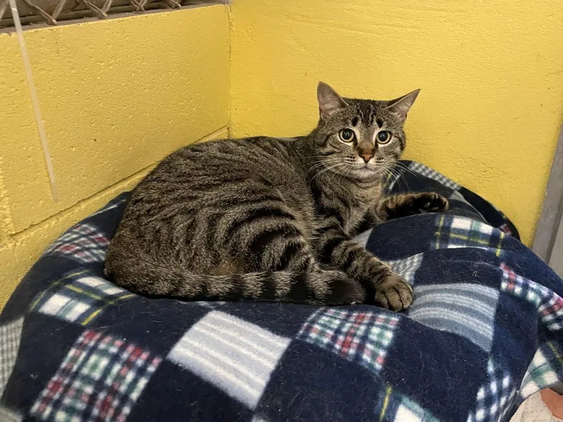 Betty Davis thumbnail 3