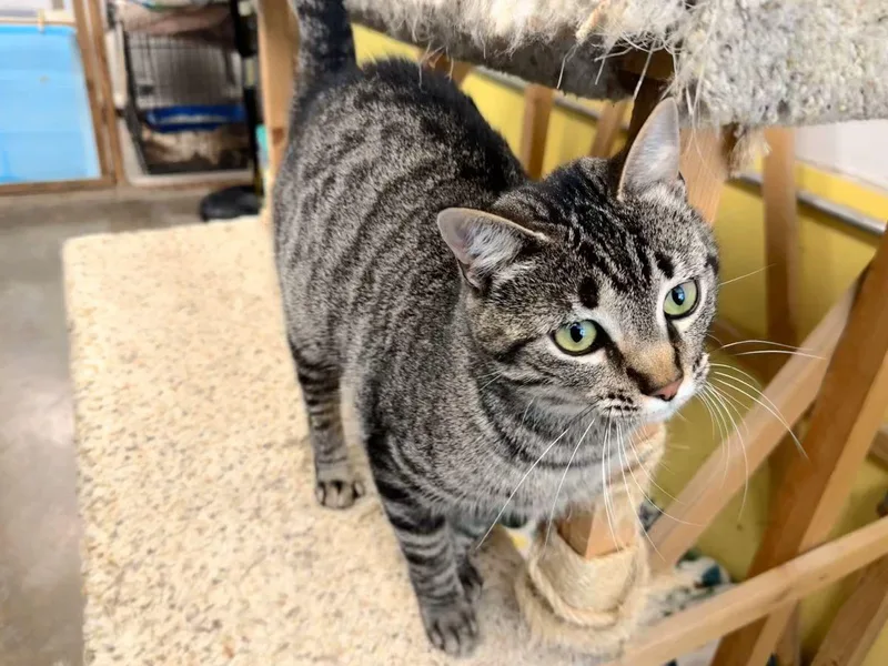 Betty Davis thumbnail 4