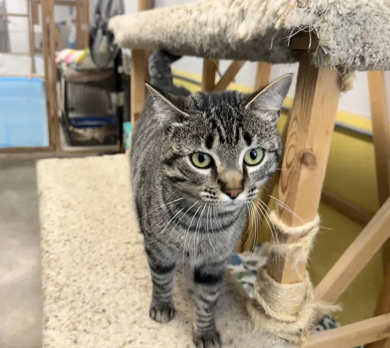 Betty Davis thumbnail 5