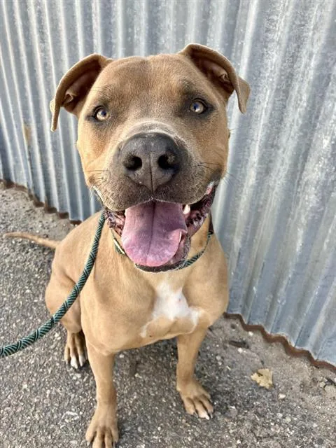 A young large-sized male Cane Corso dog named Rowdy for adoption in Albuquerque, NM