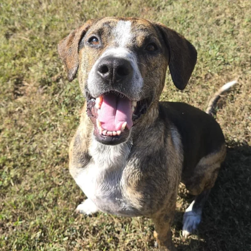 Humphrey thumbnail 2