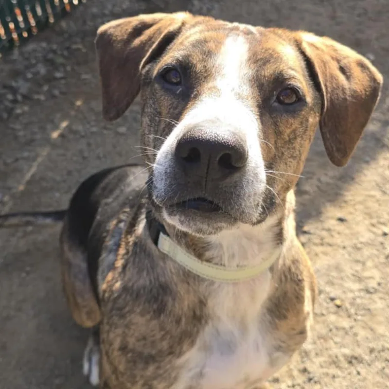 Humphrey thumbnail 3